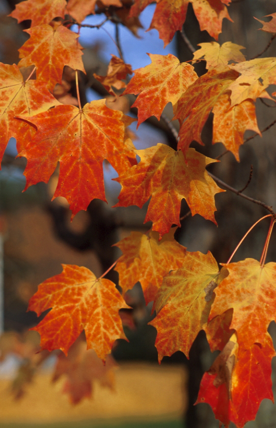 Fall foliage is ablaze!